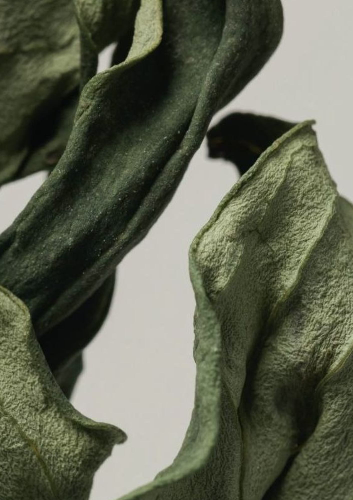 Close-up of green leaves on a light gray background